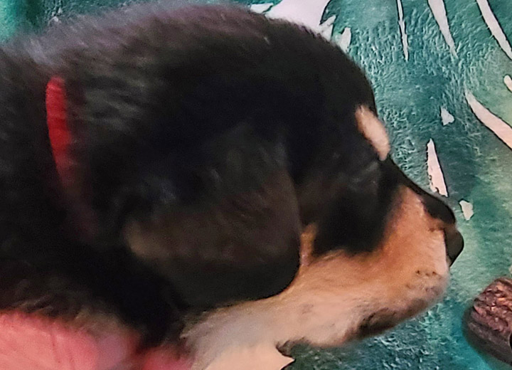 chinook puppy